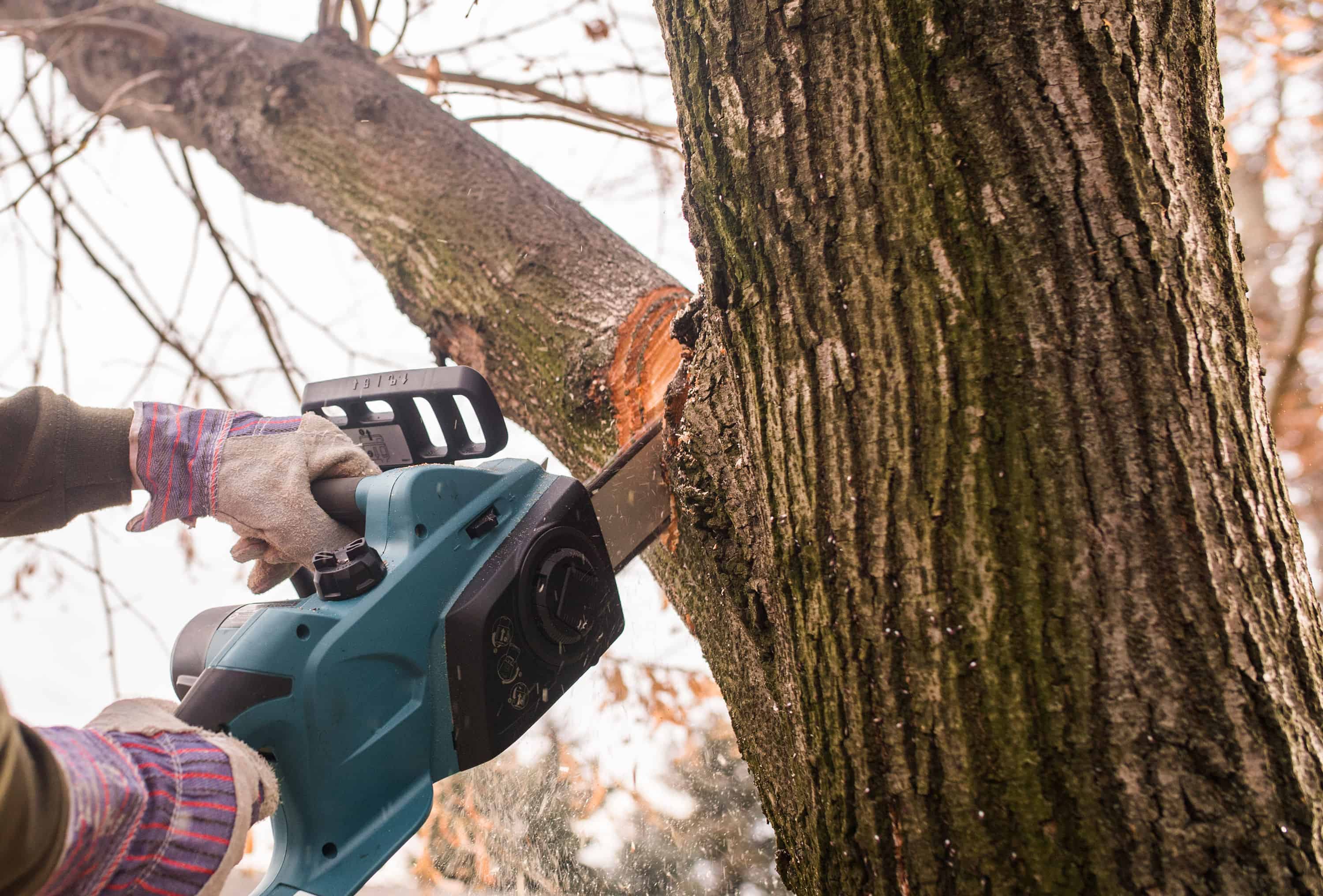 Tree Trimming image